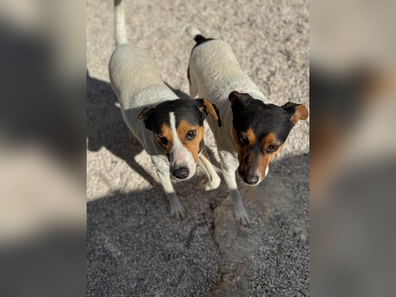 Ping, freundlich sozial und ausgeglichen