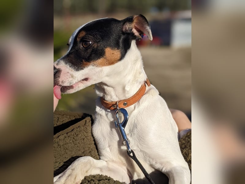 Jimmy – kleiner Bodeguero-Junge auf der Suche nach seinem Herzenszuhause