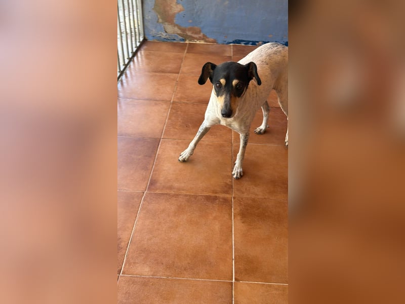 Maya - zauberhafte Bodeguero-Hündin sucht ihr Zuhause