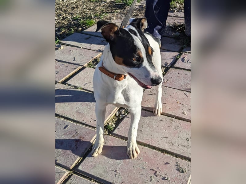 Jimmy – kleiner Bodeguero-Junge auf der Suche nach seinem Herzenszuhause