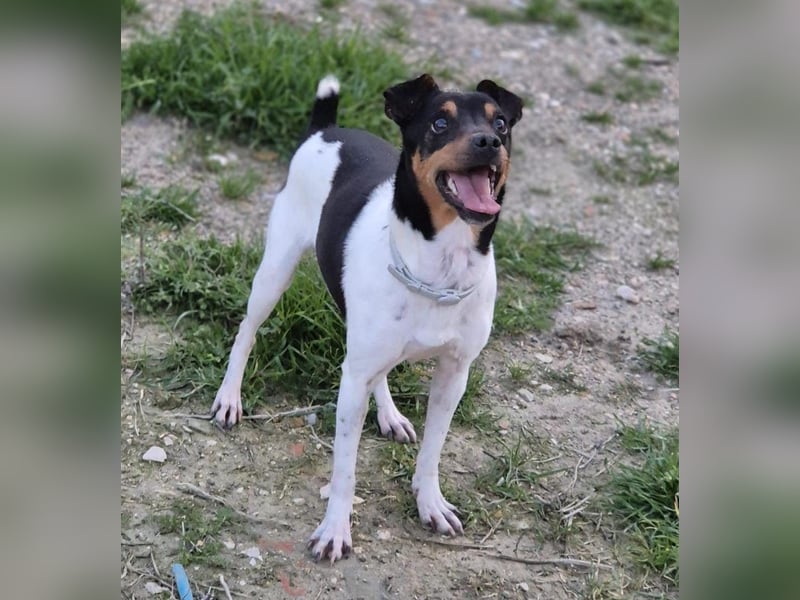 Hada - kleine Glückshündin mit erwartungsvollem Blick sucht ihr Zuhause