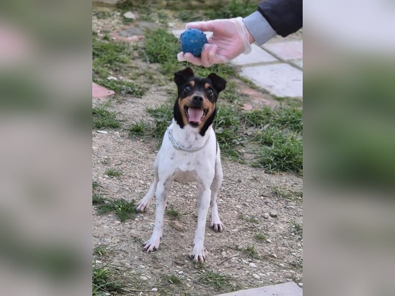 Hada - kleine Glückshündin mit erwartungsvollem Blick sucht ihr Zuhause
