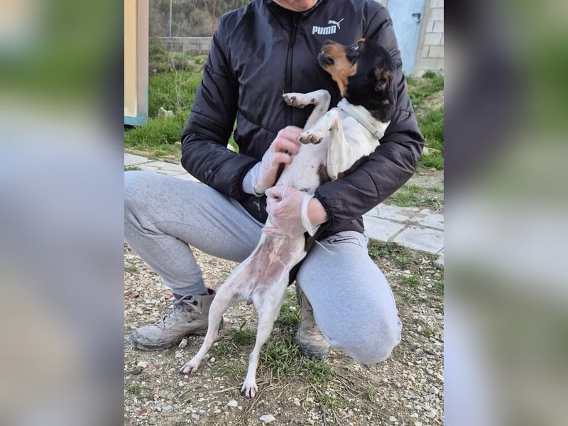 Hada - kleine Glückshündin mit erwartungsvollem Blick sucht ihr Zuhause