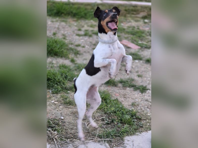 Hada - kleine Glückshündin mit erwartungsvollem Blick sucht ihr Zuhause