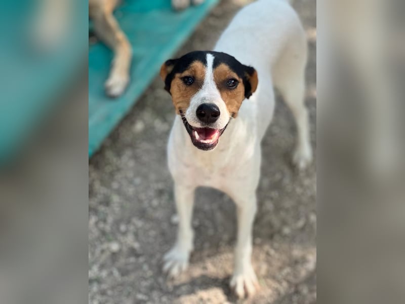 Ping, freundlich sozial und ausgeglichen