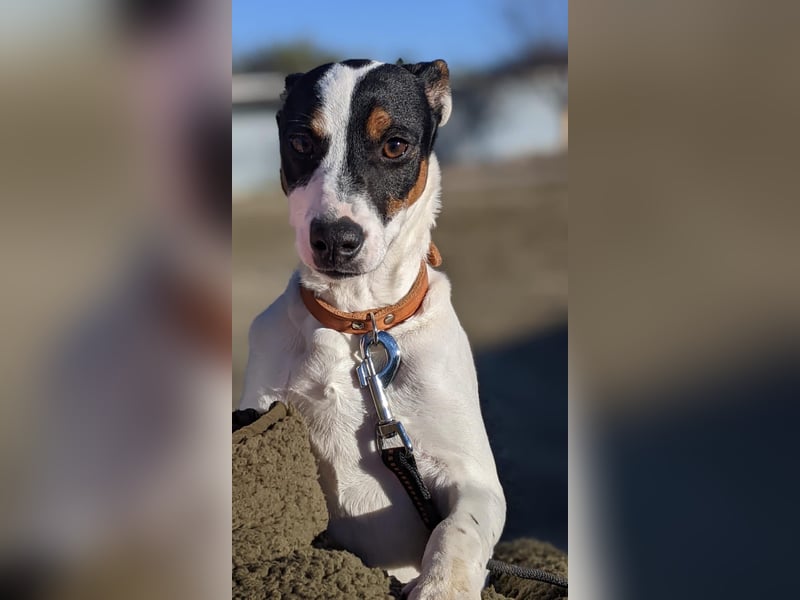 Jimmy – kleiner Bodeguero-Junge auf der Suche nach seinem Herzenszuhause