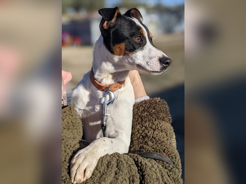 Jimmy – kleiner Bodeguero-Junge auf der Suche nach seinem Herzenszuhause