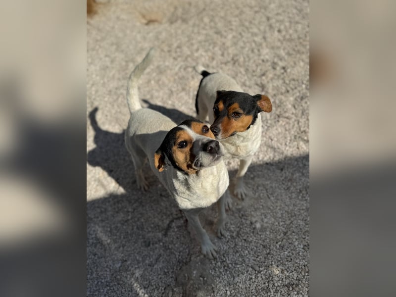 Pong, zurückhaltend aber sehr freundlich