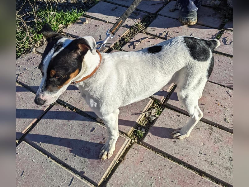 Jimmy – kleiner Bodeguero-Junge auf der Suche nach seinem Herzenszuhause