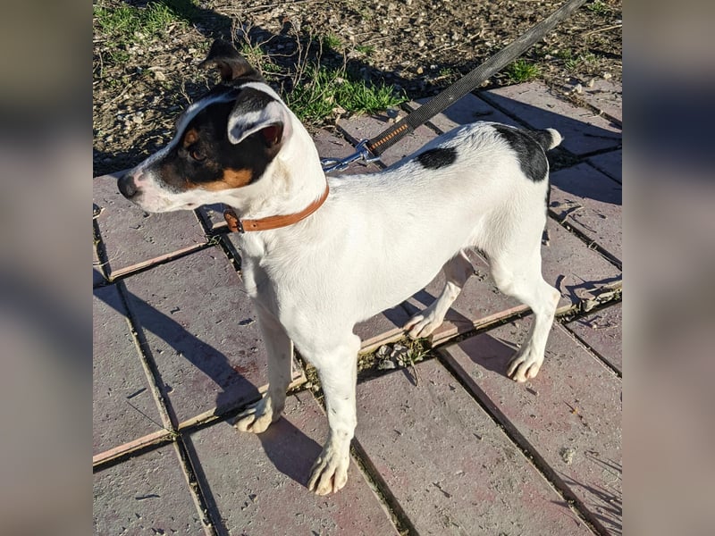 Jimmy – kleiner Bodeguero-Junge auf der Suche nach seinem Herzenszuhause