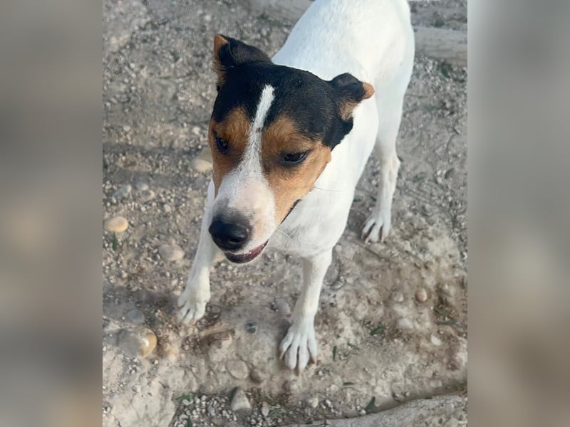 Ping, freundlich sozial und ausgeglichen