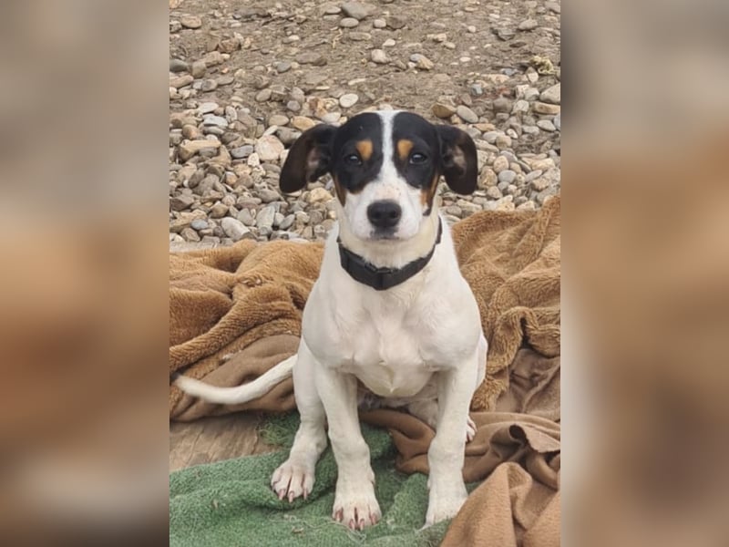 Bru - zarte kleine Bodeguero-Hündin sucht geduldiges Zuhause