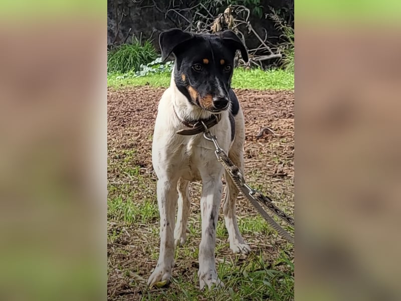 Brisa, eine freundliche menschenbezogene Hündin