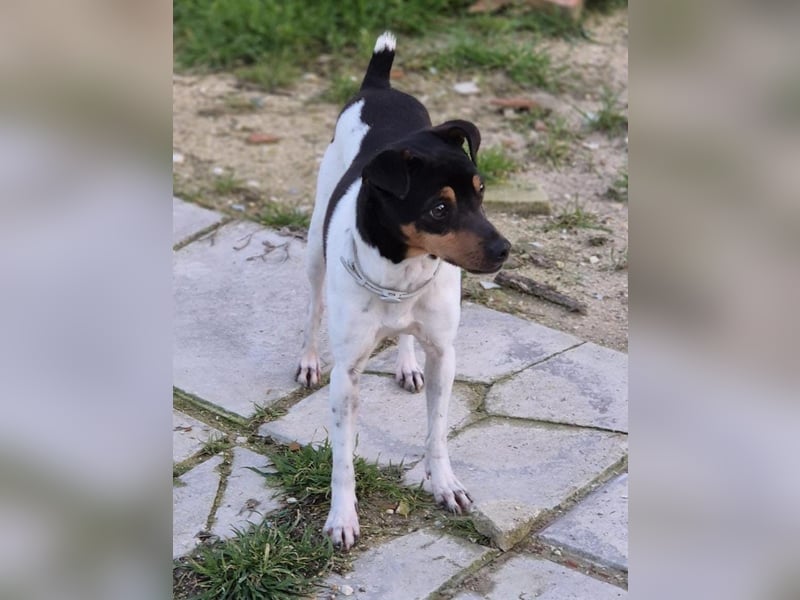 Hada - kleine Glückshündin mit erwartungsvollem Blick sucht ihr Zuhause