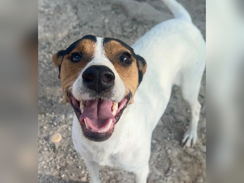 Ping, freundlich sozial und ausgeglichen