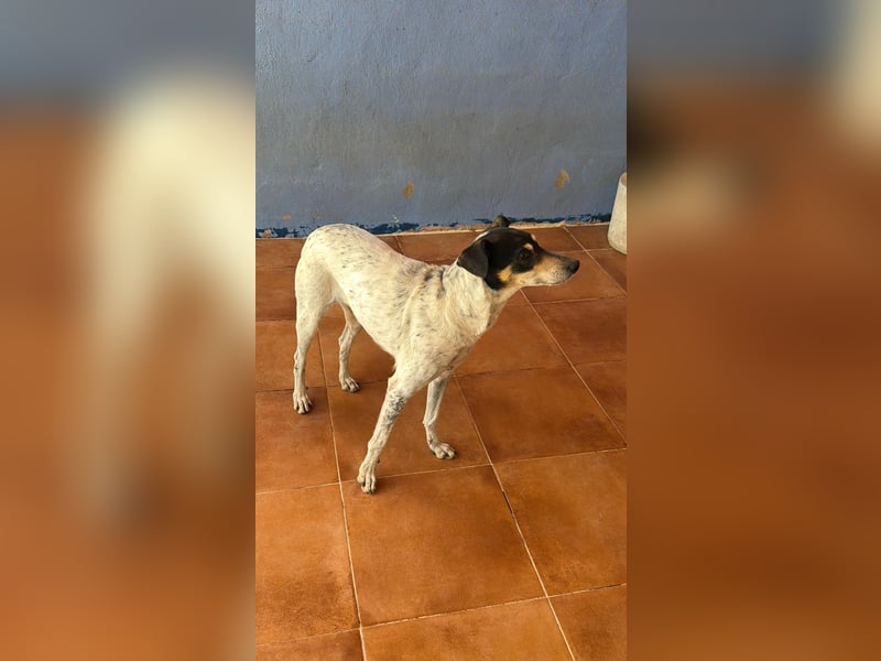Maya - zauberhafte Bodeguero-Hündin sucht ihr Zuhause