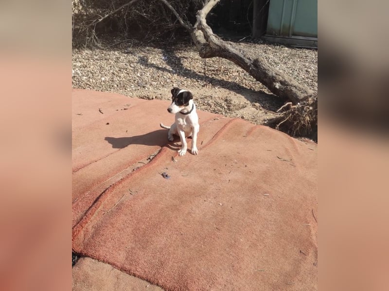 Bru - zarte kleine Bodeguero-Hündin sucht geduldiges Zuhause