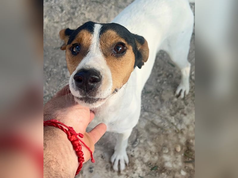 Ping, freundlich sozial und ausgeglichen