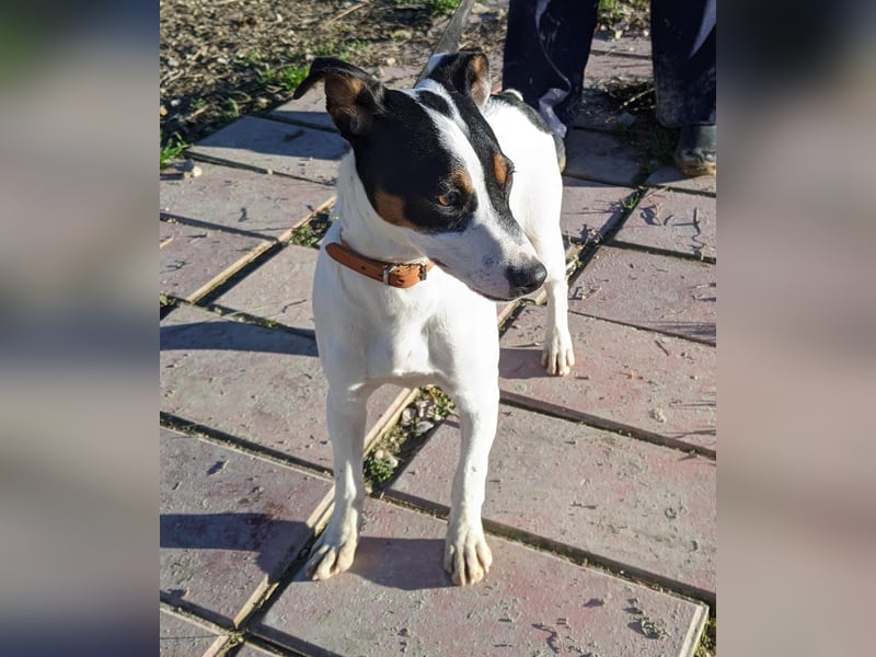 Jimmy – kleiner Bodeguero-Junge auf der Suche nach seinem Herzenszuhause