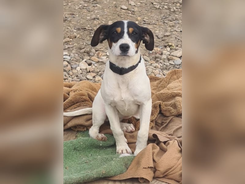 Bru - zarte kleine Bodeguero-Hündin sucht geduldiges Zuhause