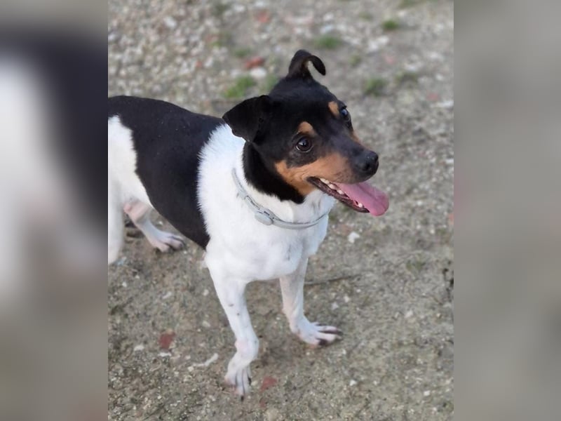 Hada - kleine Glückshündin mit erwartungsvollem Blick sucht ihr Zuhause