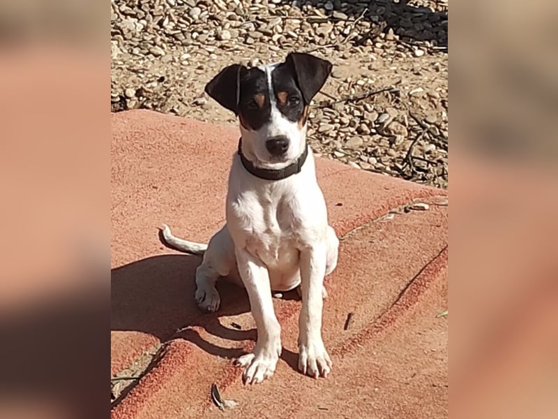 Bru - zarte kleine Bodeguero-Hündin sucht geduldiges Zuhause