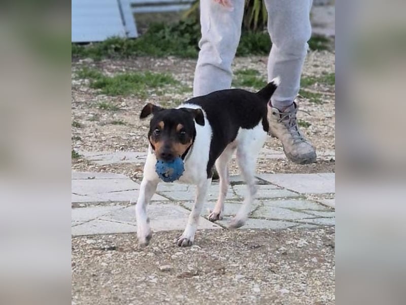 Hada - kleine Glückshündin mit erwartungsvollem Blick sucht ihr Zuhause