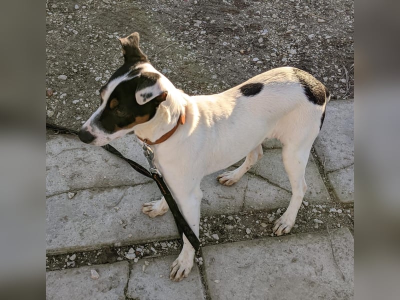 Jimmy – kleiner Bodeguero-Junge auf der Suche nach seinem Herzenszuhause