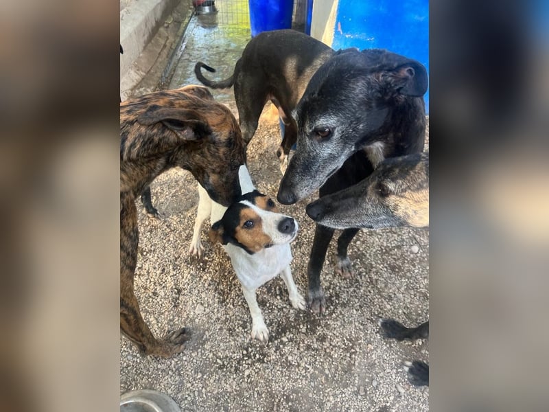 Ping, freundlich sozial und ausgeglichen