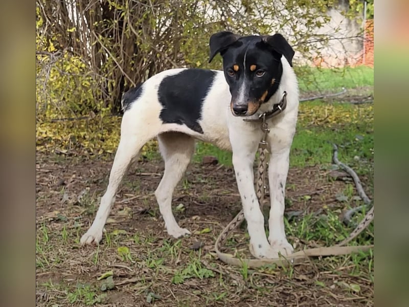 Brisa, eine freundliche menschenbezogene Hündin