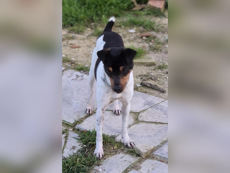 Hada - kleine Glückshündin mit erwartungsvollem Blick sucht ihr Zuhause