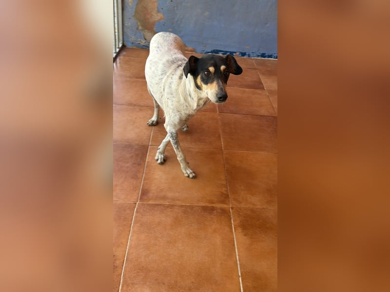 Maya - zauberhafte Bodeguero-Hündin sucht ihr Zuhause