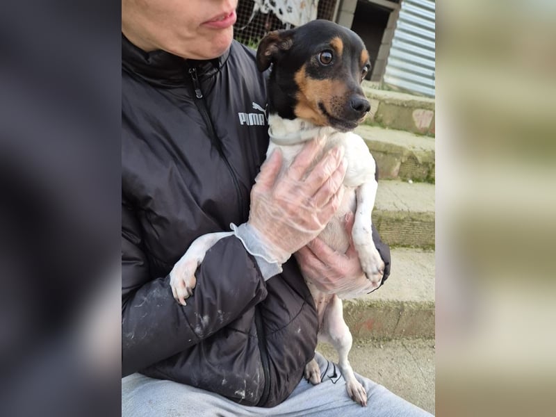 Hada - kleine Glückshündin mit erwartungsvollem Blick sucht ihr Zuhause