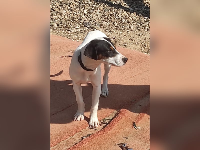 Bru - zarte kleine Bodeguero-Hündin sucht geduldiges Zuhause