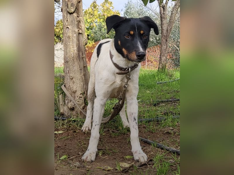 Brisa, eine freundliche menschenbezogene Hündin