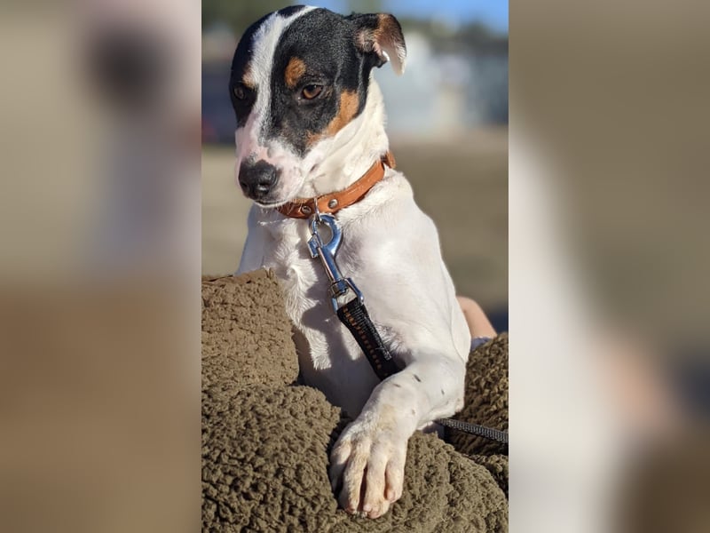 Jimmy – kleiner Bodeguero-Junge auf der Suche nach seinem Herzenszuhause