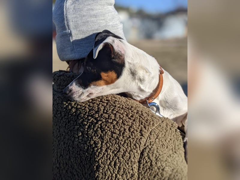 Jimmy – kleiner Bodeguero-Junge auf der Suche nach seinem Herzenszuhause