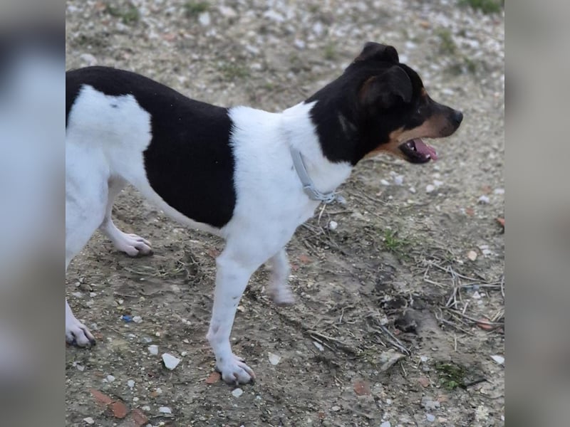 Hada - kleine Glückshündin mit erwartungsvollem Blick sucht ihr Zuhause