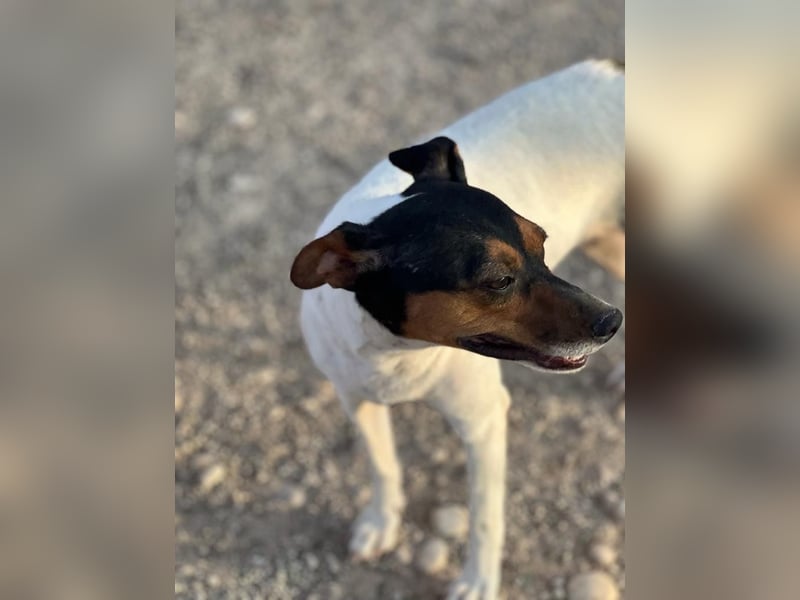 Pong, zurückhaltend aber sehr freundlich