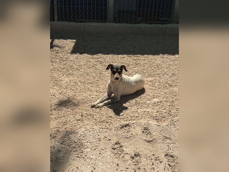 Maya - zauberhafte Bodeguero-Hündin sucht ihr Zuhause
