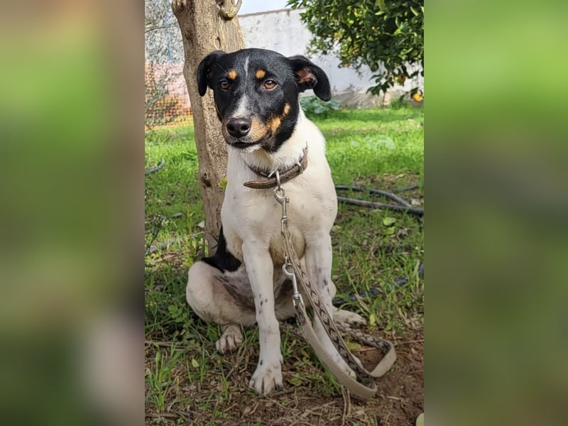 Brisa, eine freundliche menschenbezogene Hündin