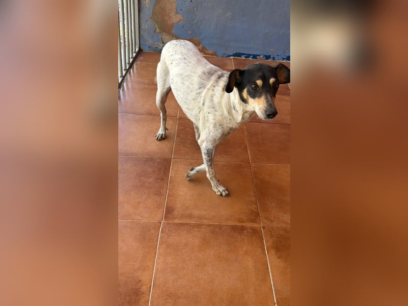 Maya - zauberhafte Bodeguero-Hündin sucht ihr Zuhause