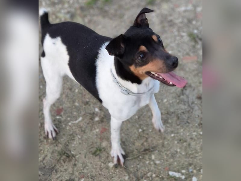 Hada - kleine Glückshündin mit erwartungsvollem Blick sucht ihr Zuhause