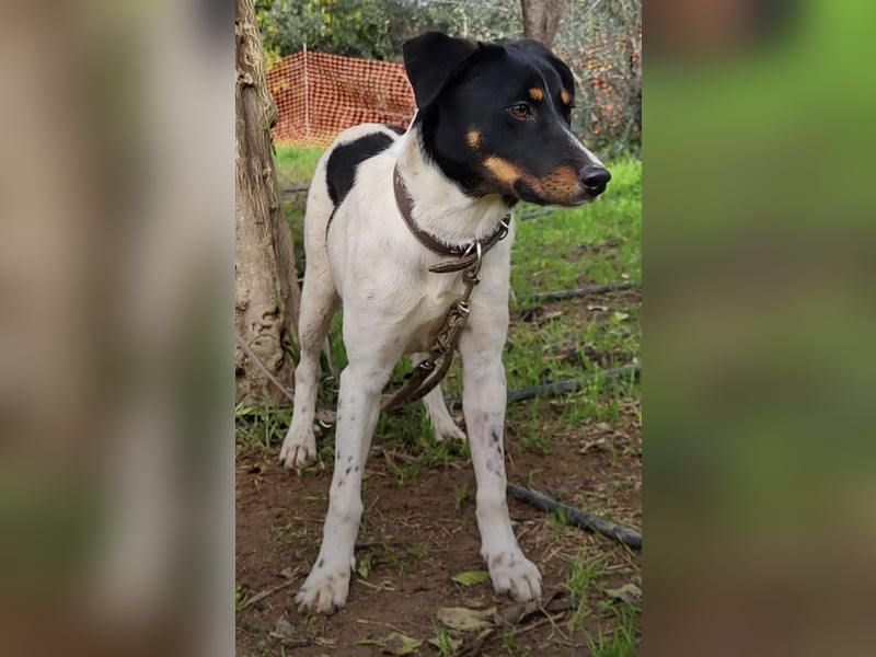 Brisa, eine freundliche menschenbezogene Hündin