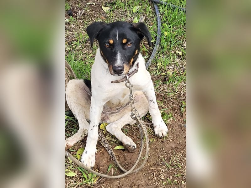 Brisa, eine freundliche menschenbezogene Hündin