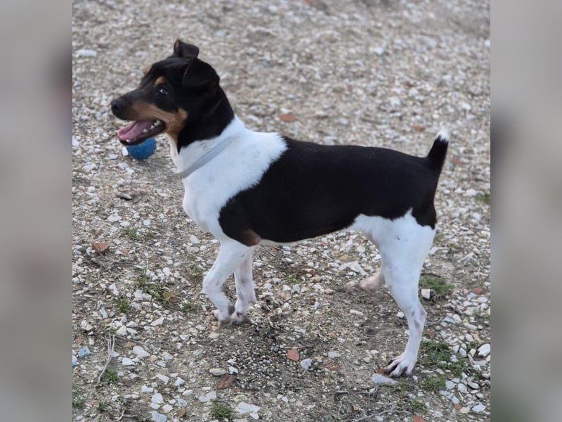 Hada - kleine Glückshündin mit erwartungsvollem Blick sucht ihr Zuhause