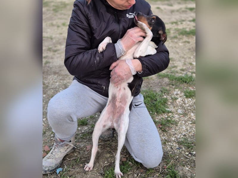 Hada - kleine Glückshündin mit erwartungsvollem Blick sucht ihr Zuhause