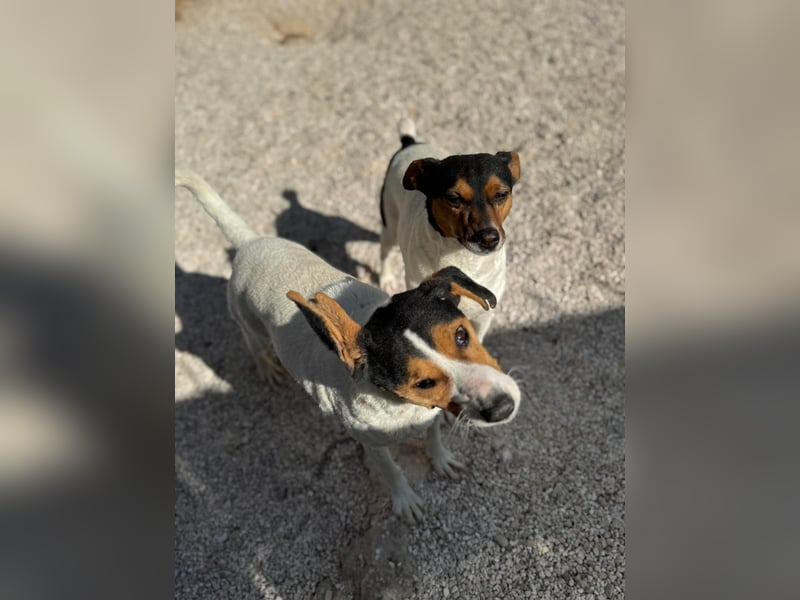 Ping, freundlich sozial und ausgeglichen