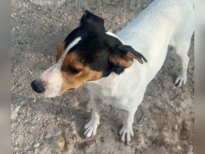 Ping, freundlich sozial und ausgeglichen