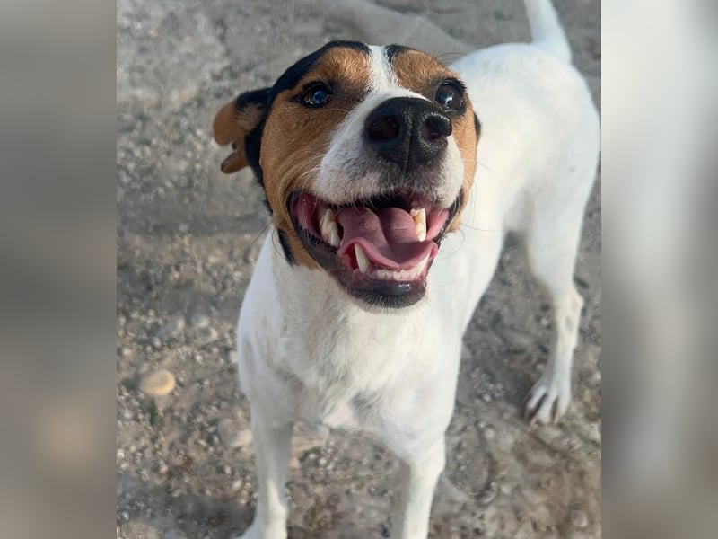 Ping, freundlich sozial und ausgeglichen